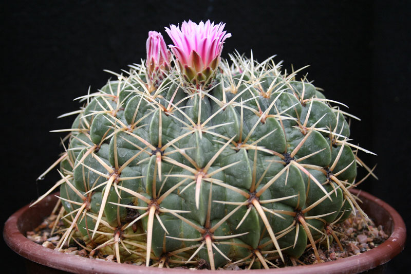 Ferocactus macrodiscus